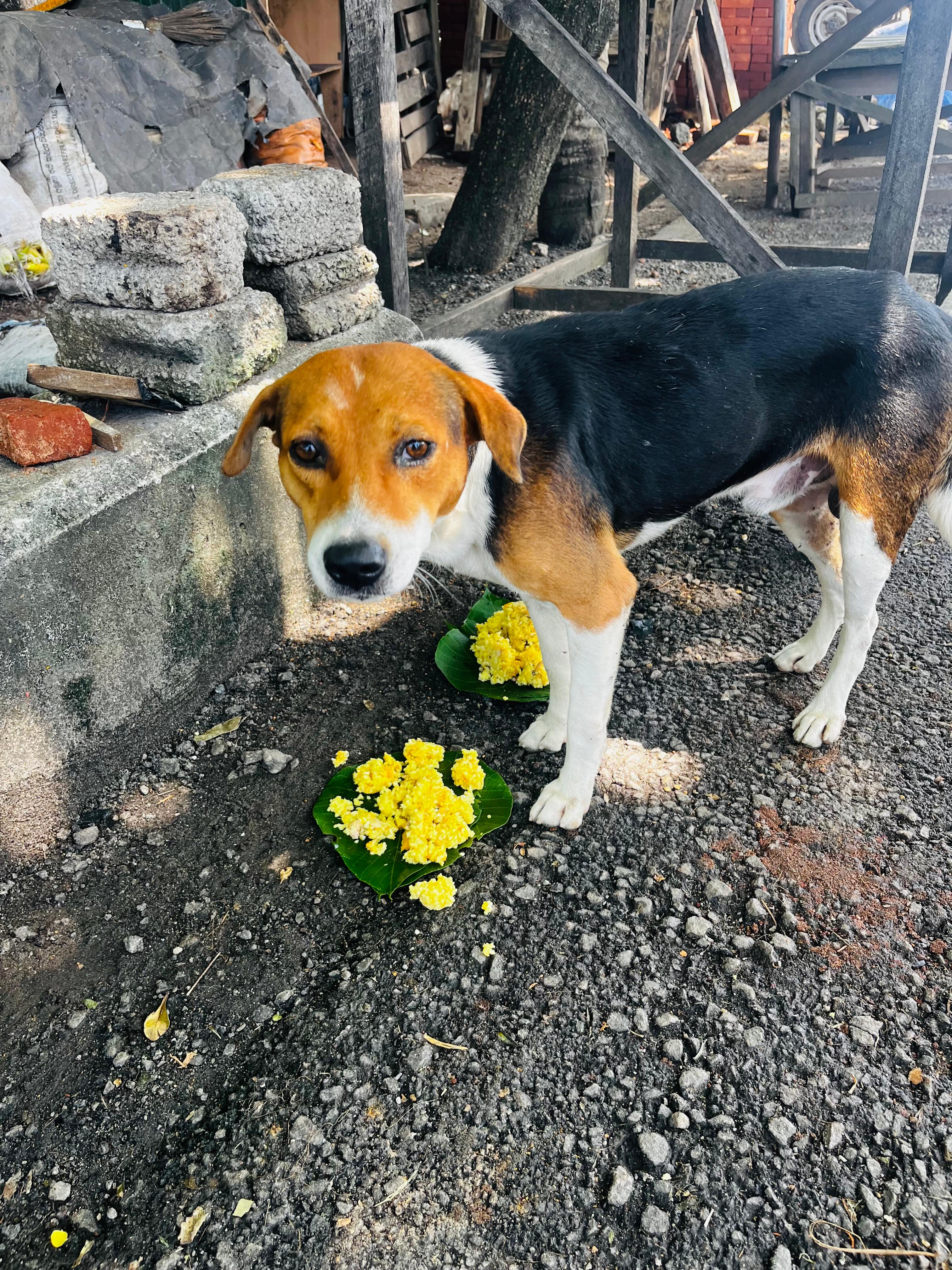 MEALS FOR PAWS - November 2025